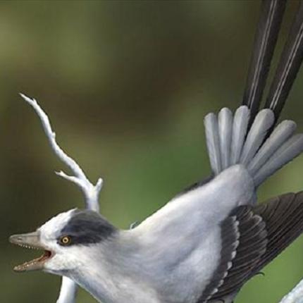 Κίνα: Ανακαλύφθηκε πανάρχαιο πτηνό με τεράστια ουρά προσέλκυσης συντρόφου