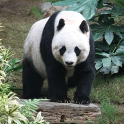 panda-620x420.jpg