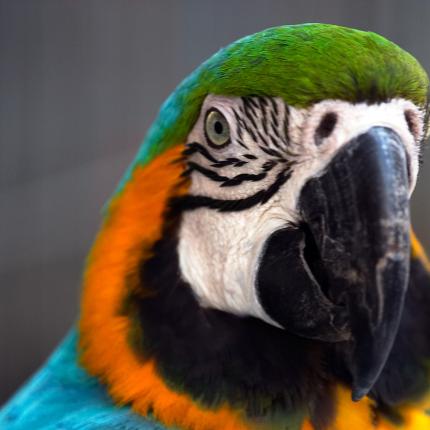 ΗΠΑ: Ο παπαγάλος που μιλούσε αγγλικά γύρισε σπίτι μετά από τέσσερα χρόνια... αλλόγλωσσος