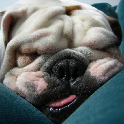 Ζώα σε απίστευτες στάσεις ύπνου (φωτογραφίες)