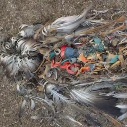 Τα σκουπίδια μας, σκοτώνουν: Δείτε τι βρήκαν μέσα σε νεκρά πουλιά (βίντεο)