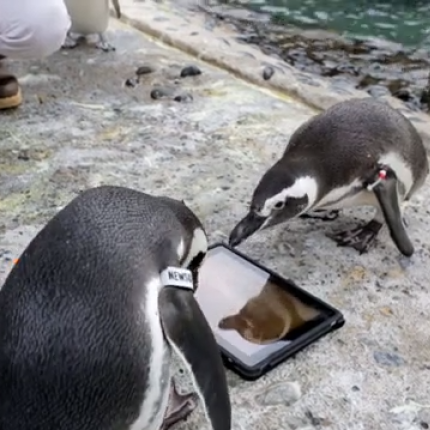 iPad για ... πιγκουίνους! (βίντεο)