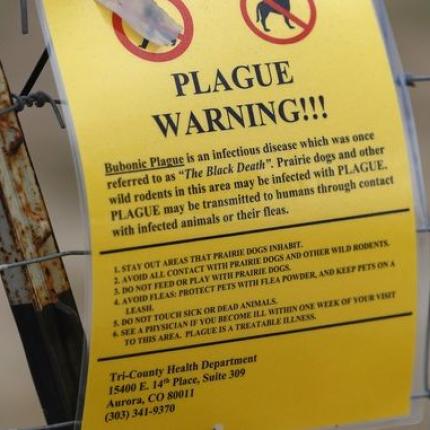 plague.jpg