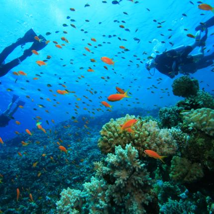 Scuba Diving στην Κρήτη - Bίντεο με εντυπωσιακά πλάνα