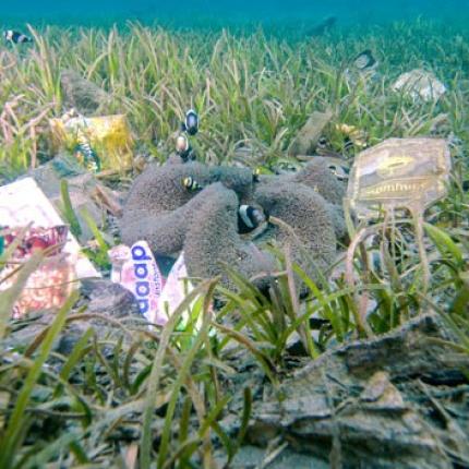 Τα πλαστικά από τις θάλασσες καταλήγουν στο στομάχι μας;