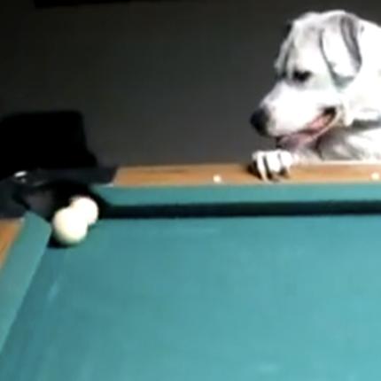 Ένας σκύλος που παίζει μπιλιάρδο! (βίντεο)