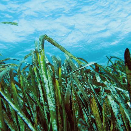 Εκπαιδευτικό Συμπόσιο Φυκολογίας στο Ηράκλειο