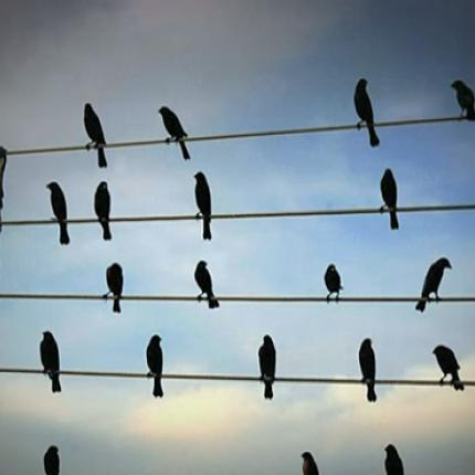 Δημιουργεί μουσική παρατηρώντας... πουλιά!