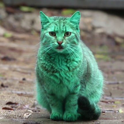 Μία παράξενη πράσινη ... γάτα! (βίντεο)
