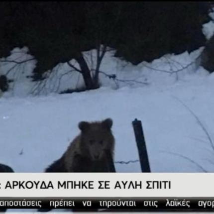 αρκούδα φλωρινα