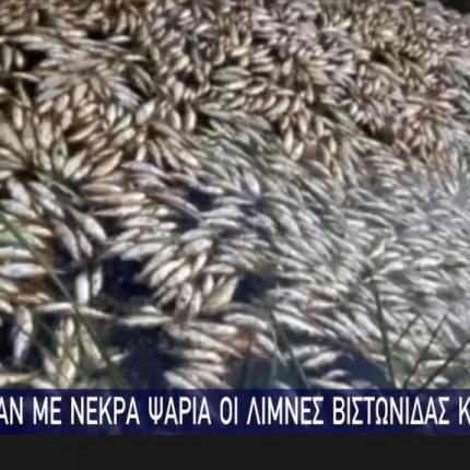 νεκρά ψάρια
