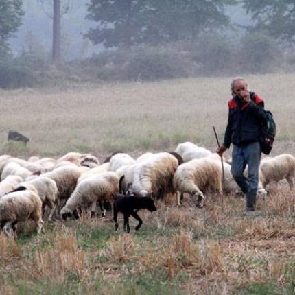 Στα 51 εκατομμύρια στρέμματα οι βοσκότοποι που μπαίνουν στη νέα ΚΑΠ