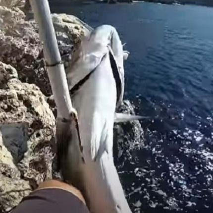 ψάρι Κέρκυρα