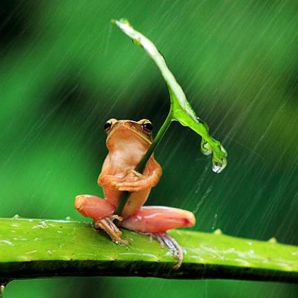 rain2.jpg
