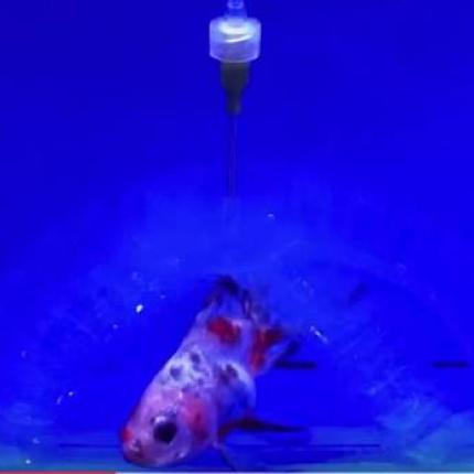 robot_catching_fish.jpg