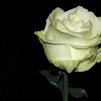 rose-1822968_960_720_856_571_76.jpg