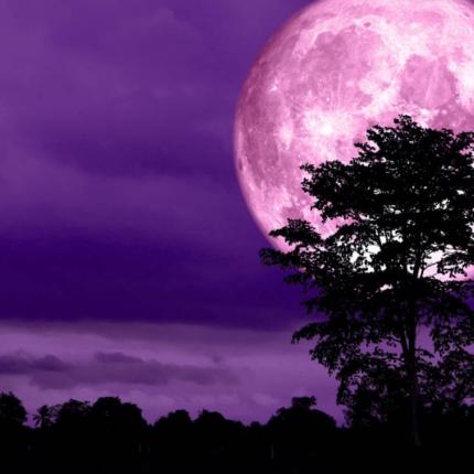 ροζ πανσέληνος