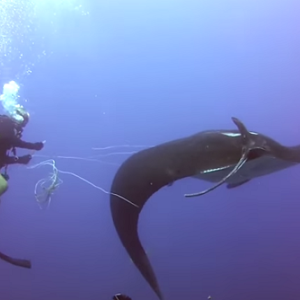 Το σαλάχι που ζήτησε τη βοήθεια των δυτών (βίντεο)