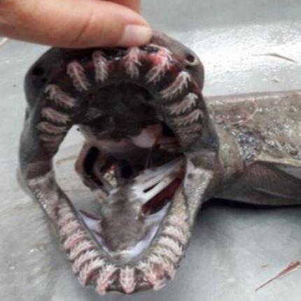shark.12.11.2.jpeg