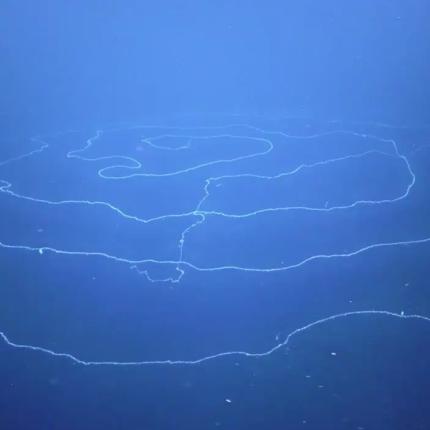 σιφωνοφόρο