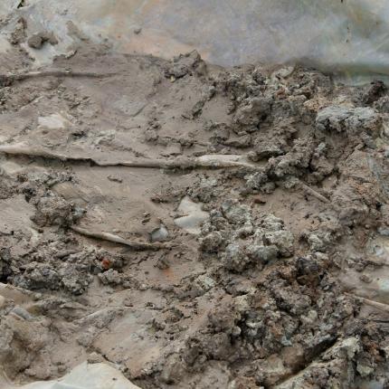 σκελετός μάλια