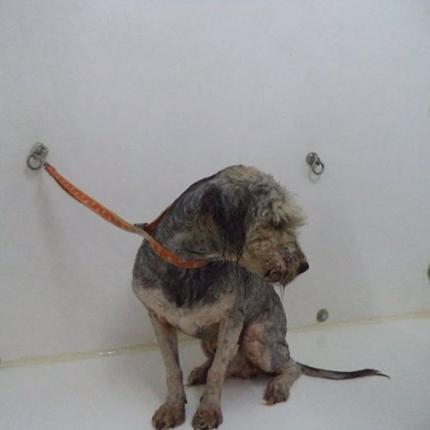 Απίστευτη βαρβαρότητα στην Κρήτη: Εκτέλεσε εξ επαφής σκύλο που ήταν δεμένος!