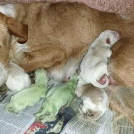 Η σκυλίτσα που γέννησε πράσινα κουταβάκια (φωτογραφίες)