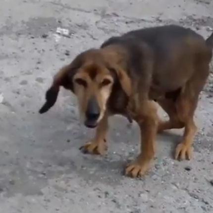 σκυλιτσα