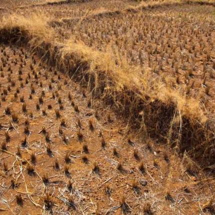 "Κακό" όζον και κλιματική αλλαγή απειλούν τα τρόφιμα παγκοσμίως