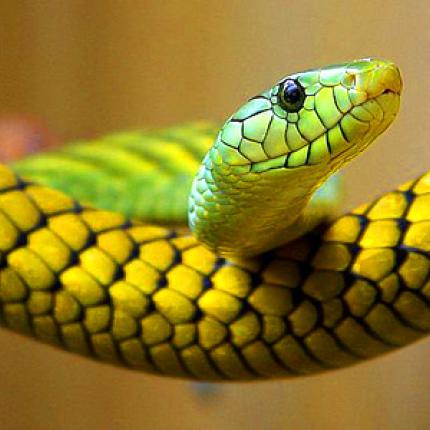 snake-pregnancy.jpg