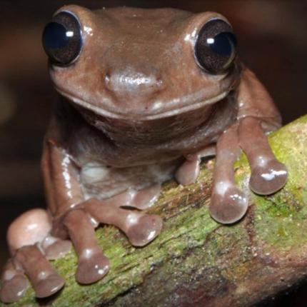 σοκολατενιος βατραχος