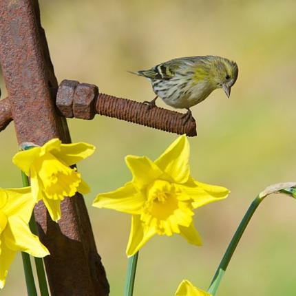 spring-bird.jpg