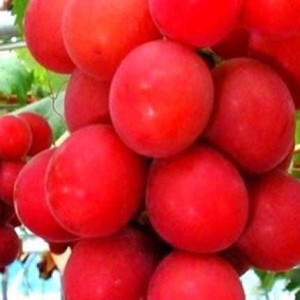 Ένα τσαμπί σταφύλια αξίας €3.900