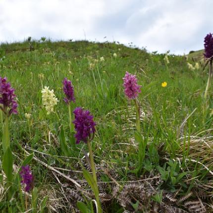 ορχιδέα πίνδου