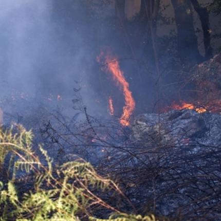 15 στρέμματα έκαψε η φωτιά στη Σητεία