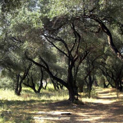 Στην Βουλή οι αποζημιώσεις από την σχοινοκαρπία 