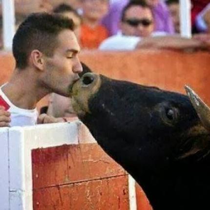 Η τραγική ιστορία του ταύρου που βγαίνει στην αρένα