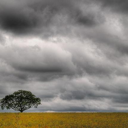 treeinclouds.jpg
