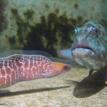 Η πέστροφα ξέρει να διαλέγει... συνέταιρο!