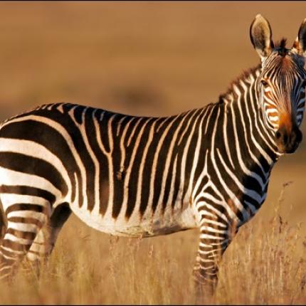 ζέβρα