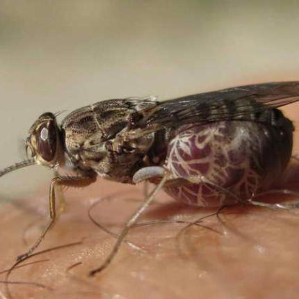 Θεραπεία της Ασθένειας του ύπνου απο το DNA της μύγας τσετσέ