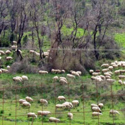 παρανομη βοσκηση