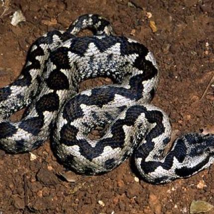 Σέρρες: Οχιά τσίμπησε 63χρονο αγρότη! 