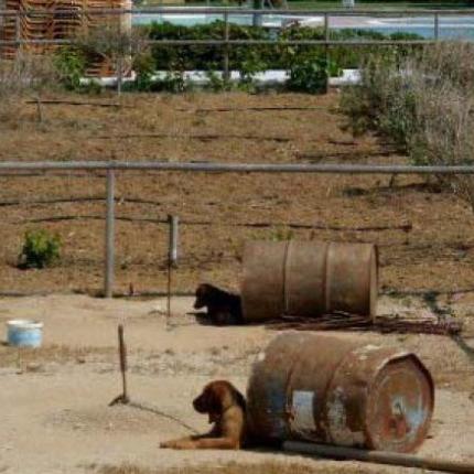 &quot;Κραυγή&quot; αγωνίας για τα βαρελόσκυλα της Κρήτης - Διασύρεται στο εξωτερικό το νησί