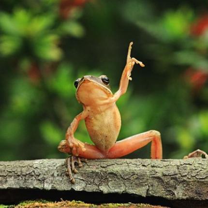 Εσθονία: Βοήθησαν 15.677 βατράχια να περάσουν πολυσύχναστους δρόμους 