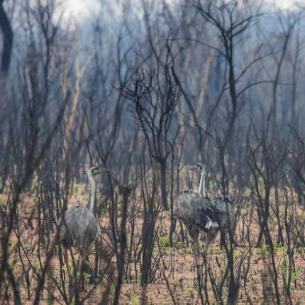 βολιβία φωτιές