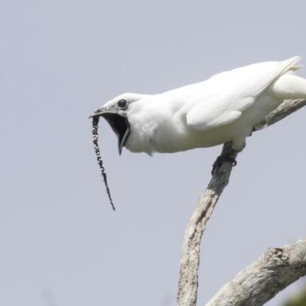 white-bellbird.jpg