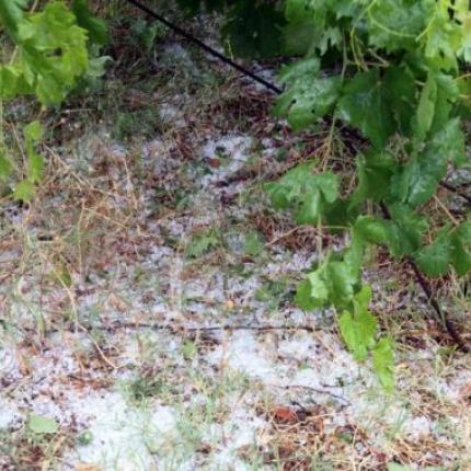 χαλάζι αμπέλια