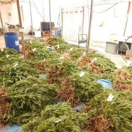 Χασισοφυτεία