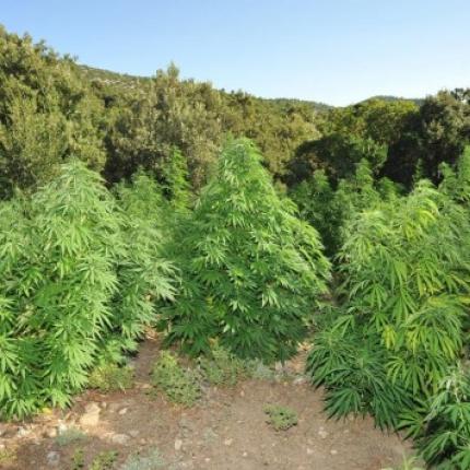 χασισοφυτεια